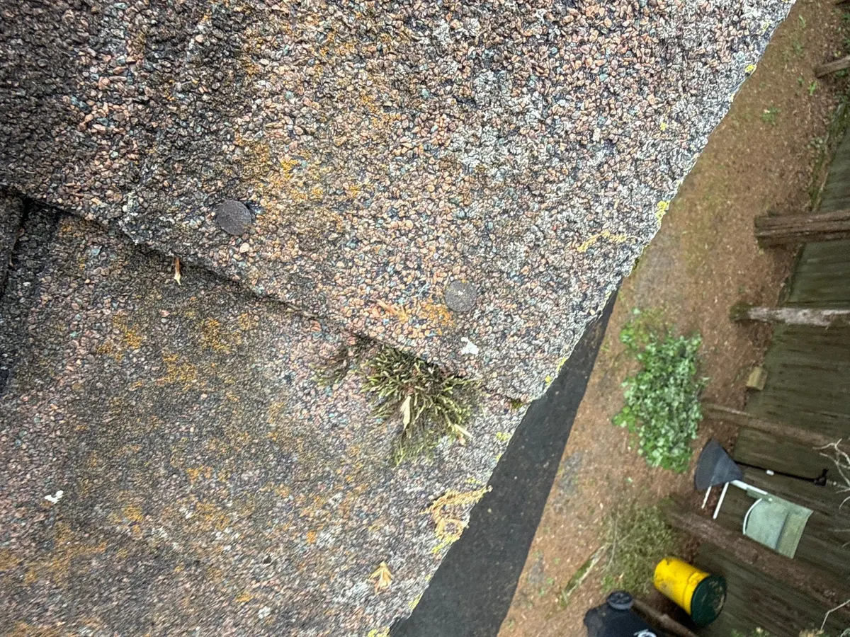 Moss and lichen on the shaded edge of an old shingle roof in Princeton, NJ, seen from above.